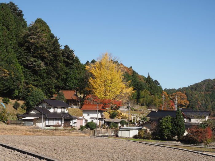 今日の客人神社の黄葉_c0116915_00281552.jpg
