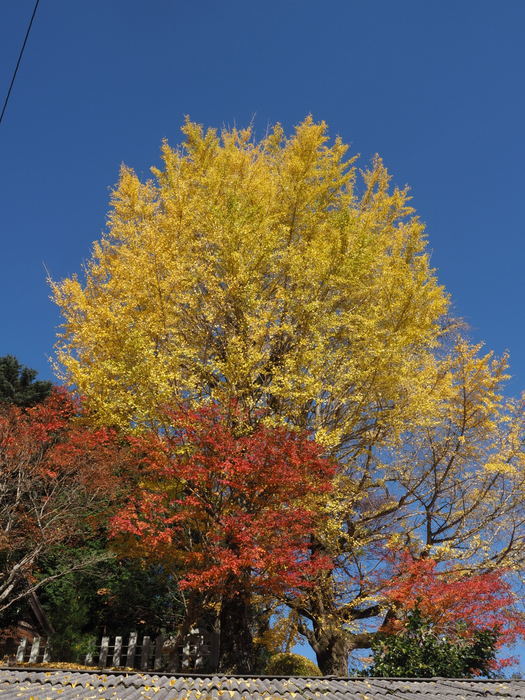 今日の客人神社の黄葉_c0116915_00284346.jpg