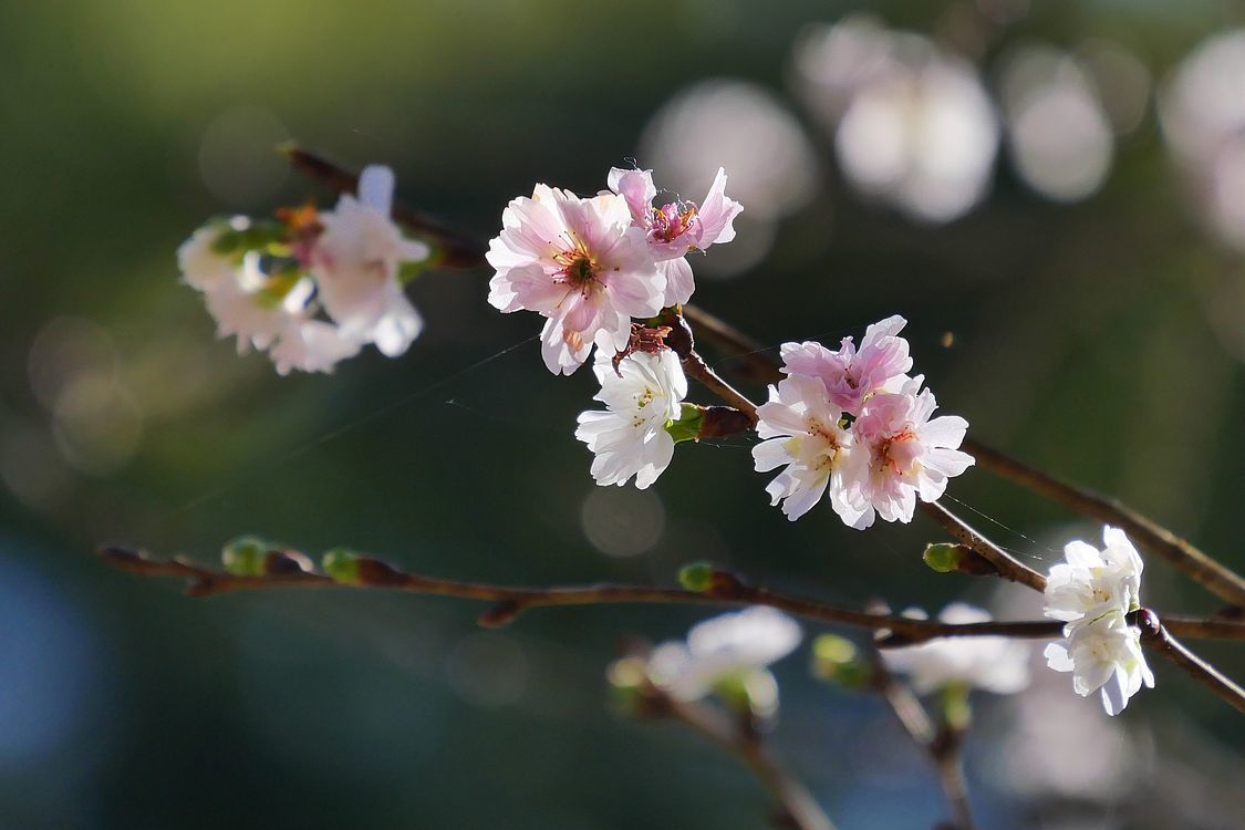 十月桜が満開だった♪_a0031821_14433352.jpg