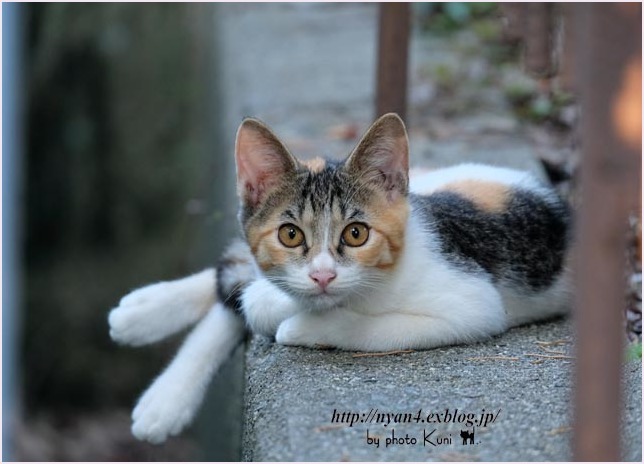 何処の何方か知らないけれど 4にゃん日記 何処の何方か知らないけれど 4にゃん日記