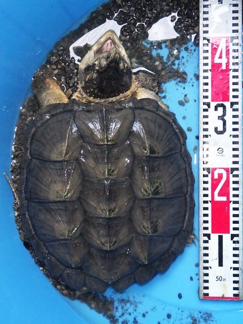 キメラスナッパーの成長 ワニガメ生態研究所