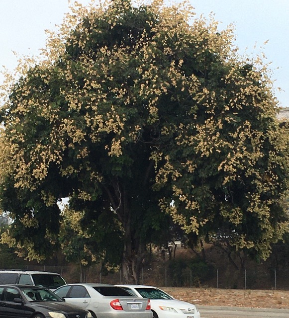 紅葉ではなく黄葉?_e0350971_12281565.jpg