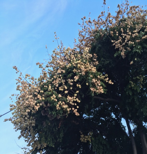 紅葉ではなく黄葉?_e0350971_12314991.jpg