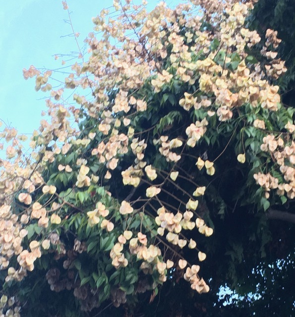 紅葉ではなく黄葉?_e0350971_12320489.jpg