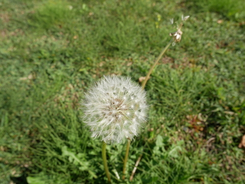 顔で笑って心で泣いて_f0054677_08021322.jpeg