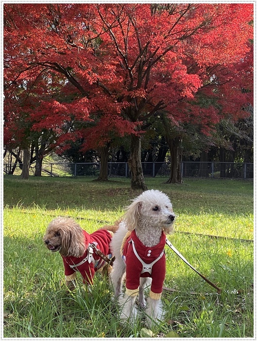 近場の紅葉を見に行こう　その２　真っ赤なもみじ、すごいね～_b0175688_23112601.jpg