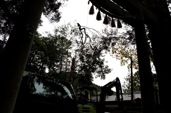 神社の老木伐採_b0145296_15465961.jpg