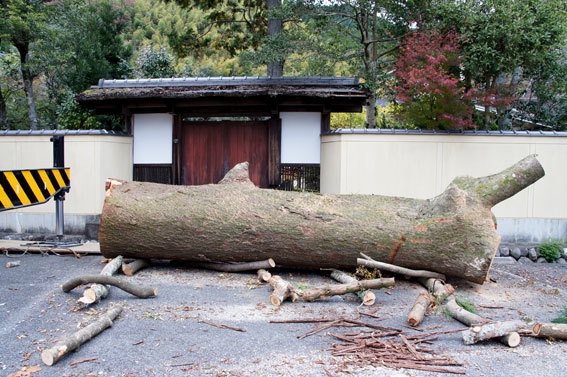 神社の老木伐採_b0145296_15470895.jpg