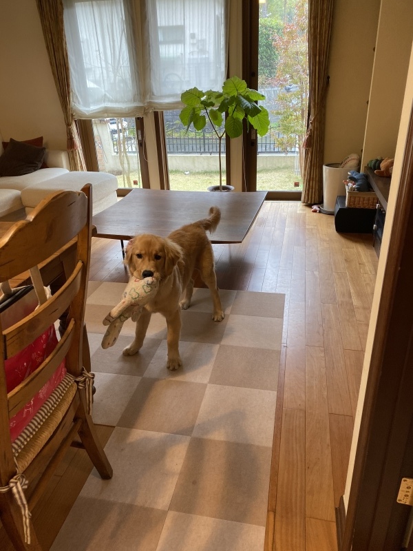 ゴールデンが飼いたい?_b0275998_11553147.jpeg