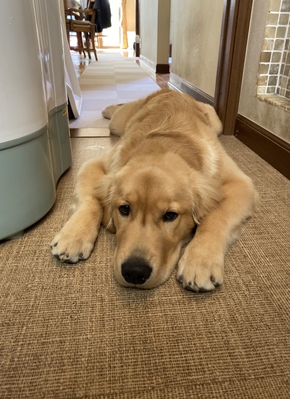 ゴールデンが飼いたい?_b0275998_11572764.jpeg
