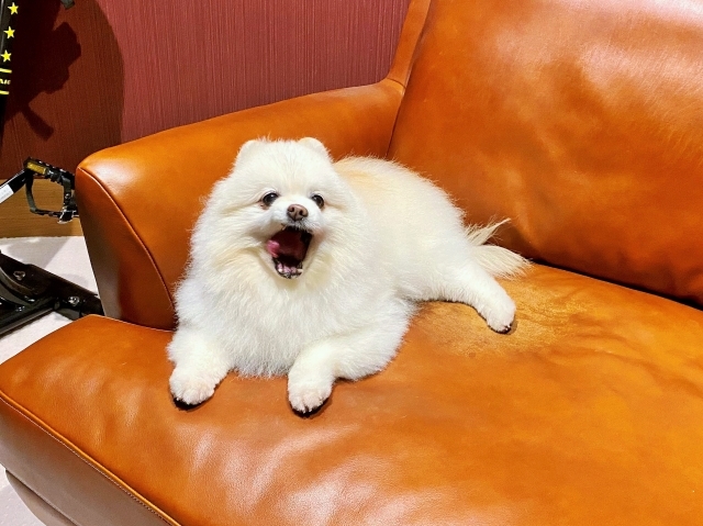 褒めて育てる_d0360206_00075348.jpg