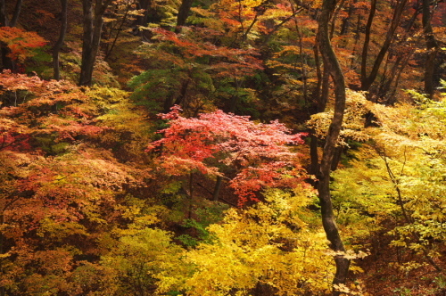 碓氷峠の紅葉_a0263109_20430136.jpg