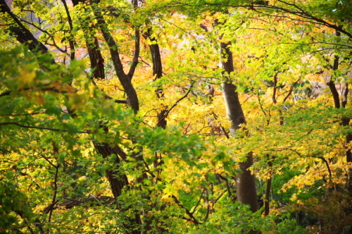 碓氷峠の紅葉_a0263109_20430137.jpg