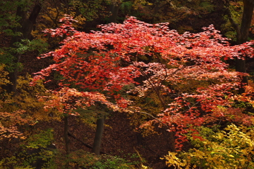 碓氷峠の紅葉_a0263109_20430255.jpg