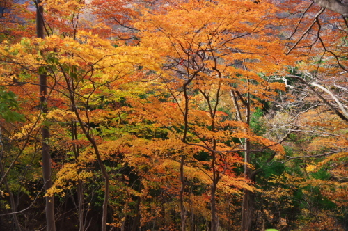 碓氷峠の紅葉_a0263109_20430270.jpg