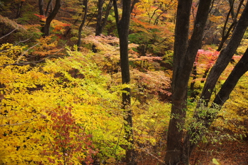 碓氷峠の紅葉_a0263109_20430271.jpg