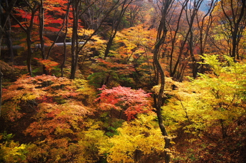 碓氷峠の紅葉_a0263109_20430282.jpg