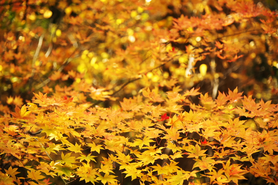 碓氷峠の紅葉_a0263109_20430284.jpg
