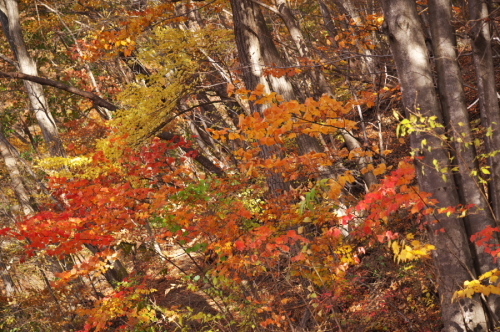 碓氷峠の紅葉_a0263109_20430366.jpg