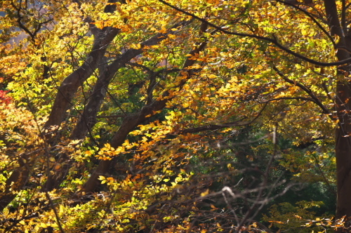 碓氷峠の紅葉_a0263109_20430384.jpg
