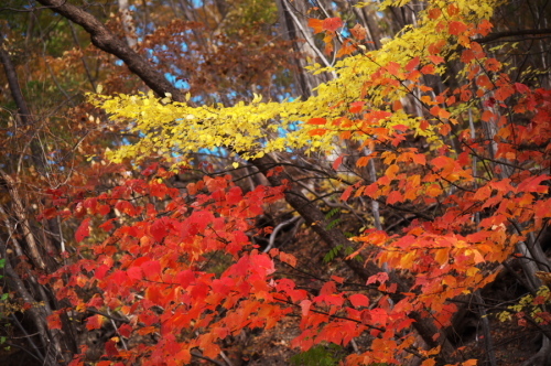 碓氷峠の紅葉_a0263109_20432717.jpg
