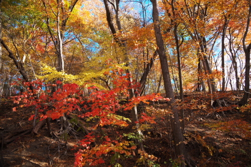 碓氷峠の紅葉_a0263109_20432747.jpg