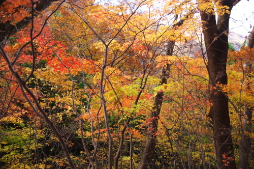 碓氷峠の紅葉_a0263109_20432784.jpg