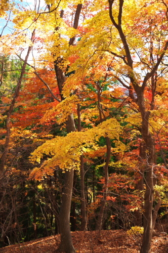 碓氷峠の紅葉_a0263109_20432806.jpg