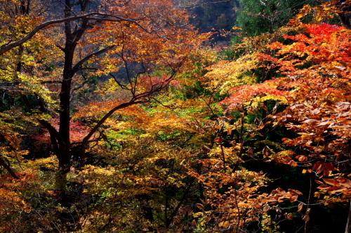 碓氷峠の紅葉_a0263109_20432832.jpg