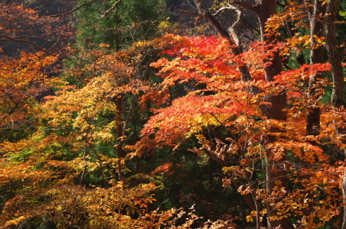 碓氷峠の紅葉_a0263109_20432878.jpg