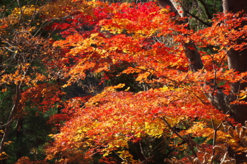 碓氷峠の紅葉_a0263109_20432883.jpg