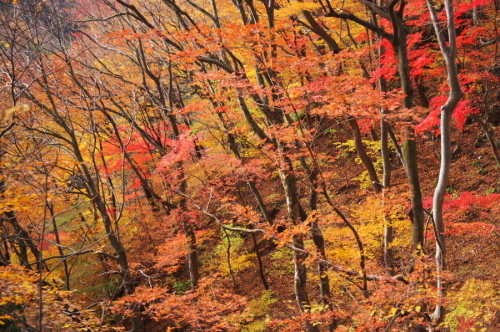 碓氷峠の紅葉_a0263109_20432951.jpg