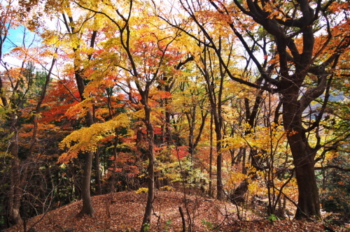 碓氷峠の紅葉_a0263109_20432956.jpg