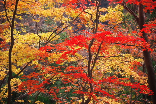 碓氷峠の紅葉_a0263109_20435527.jpg