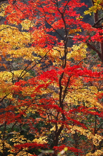 碓氷峠の紅葉_a0263109_20435565.jpg