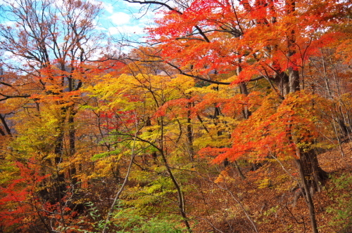 碓氷峠の紅葉_a0263109_20435607.jpg