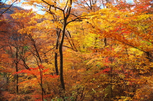 碓氷峠の紅葉_a0263109_20435620.jpg