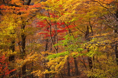 碓氷峠の紅葉_a0263109_20435642.jpg