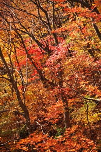 碓氷峠の紅葉_a0263109_20435659.jpg