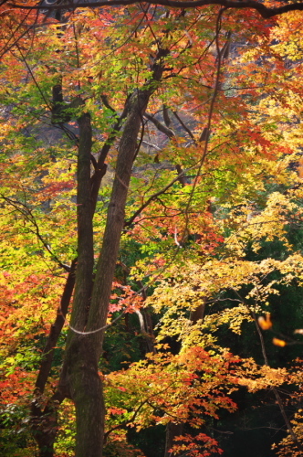 碓氷峠の紅葉_a0263109_20435668.jpg