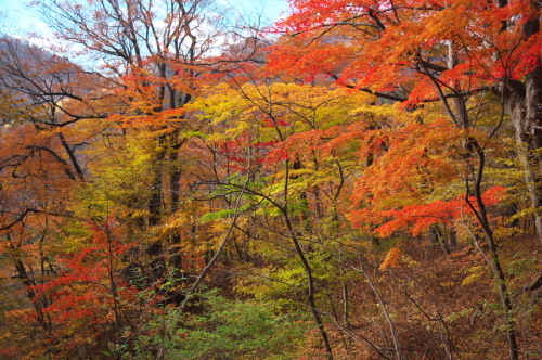 碓氷峠の紅葉_a0263109_20435787.jpg