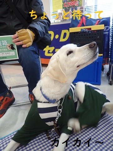 盲導犬・PR犬に会って来た!!_c0182012_15203814.jpg
