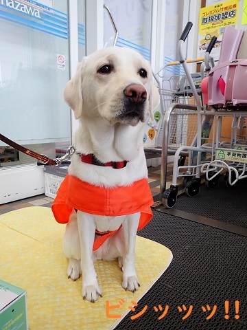 盲導犬・PR犬に会って来た!!_c0182012_15204882.jpg