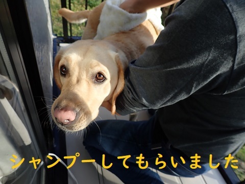 盲導犬・PR犬に会って来た!!_c0182012_15491388.jpg