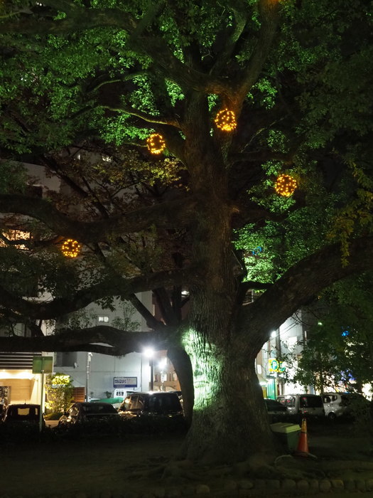 ひろしまドリミネーション2019_c0116915_00304441.jpg