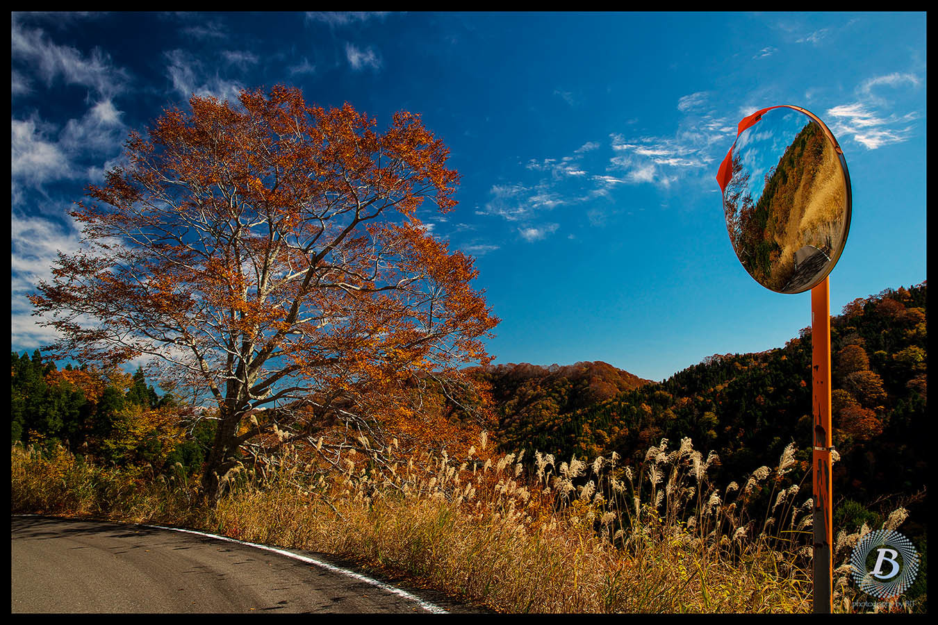 鳥越林道の紅葉2019_c0115616_17163545.jpg