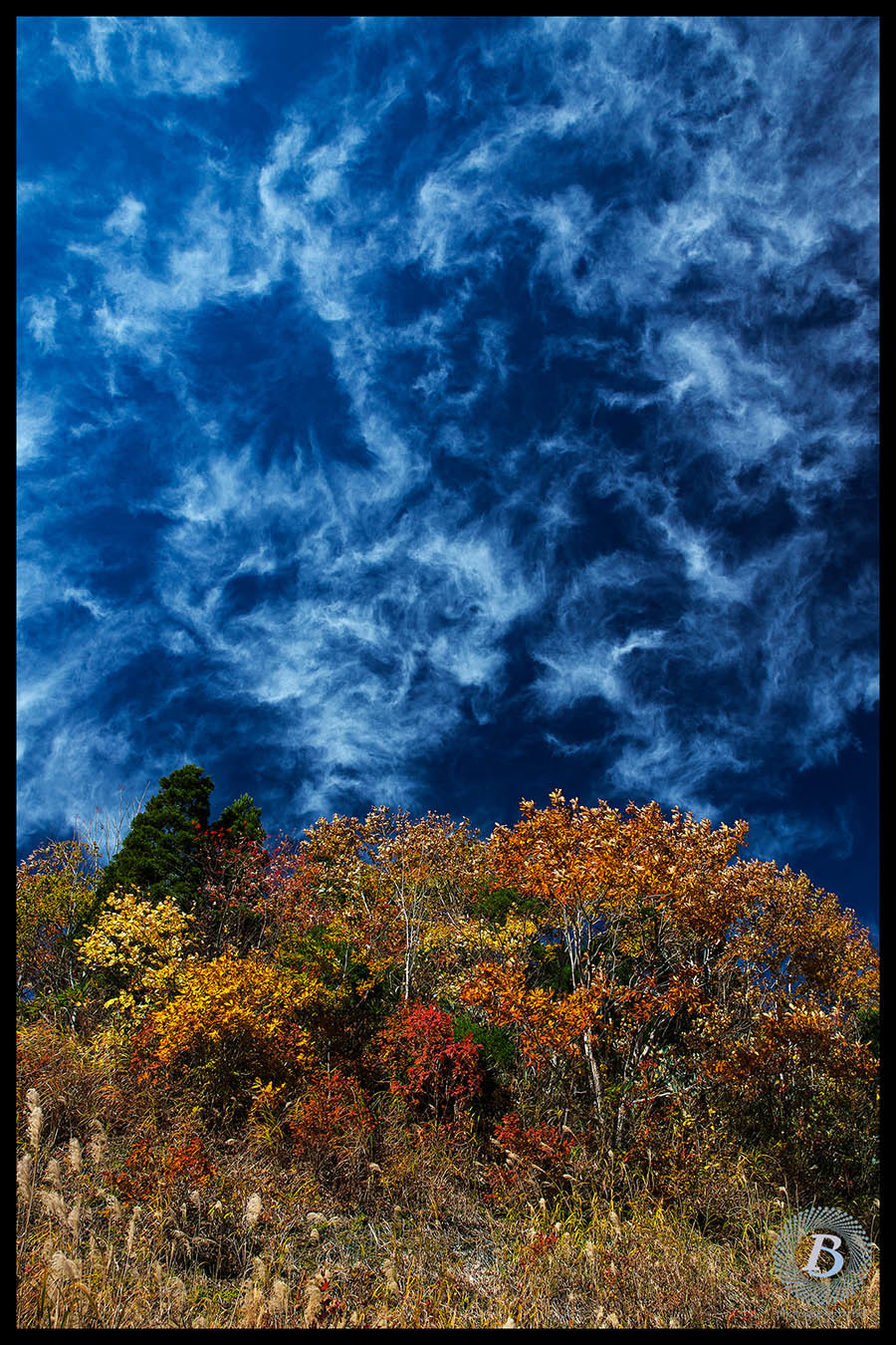 鳥越林道の紅葉2019_c0115616_17163677.jpg