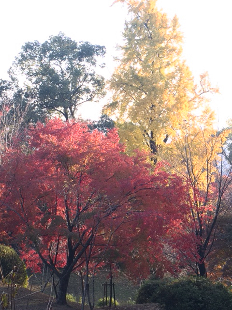 カントリーパークで九州蚤の市といがぐり苑と菊池渓谷と菊池神社_a0387218_20573283.jpg