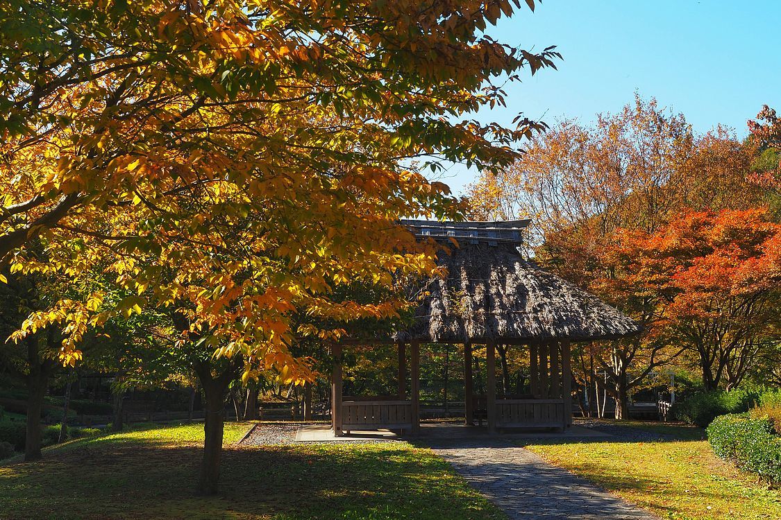 太田市「こどもの国」で紅葉狩り_a0031821_14124329.jpg