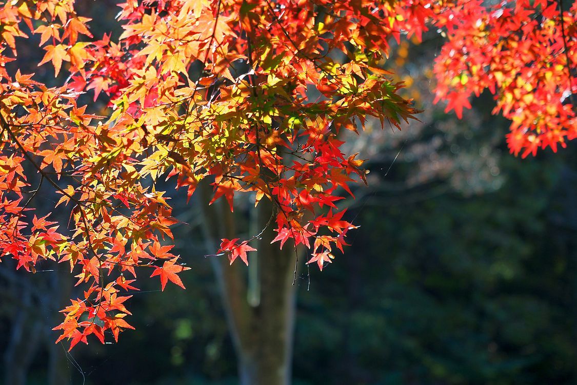 太田市「こどもの国」で紅葉狩り_a0031821_14225741.jpg